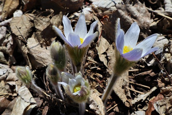 Pasque Flower - Myrick Park La Crosse WI