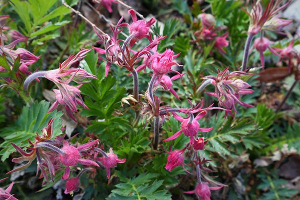 Prairie Smoke - Myrick Park La Crosse