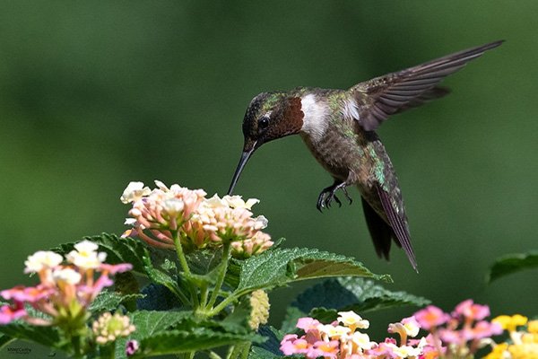 Amazon Smile - Support Bluff Country Master Gardeners