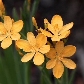 Belamcanda Chinensis "Hello Yellow"