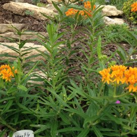 Asclepias Tuberosa