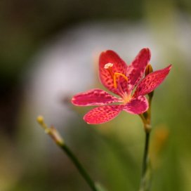 Belamcanda Chinensis