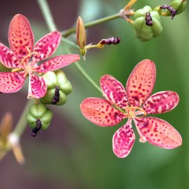 Blackberry Lily