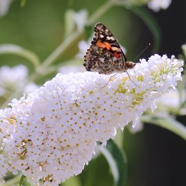 Buddleia Nanho White