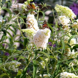 Buddleia Nanho White