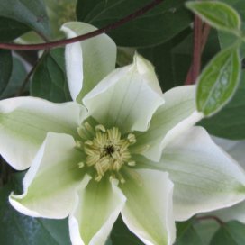 Clematis "Guernsey Cream"