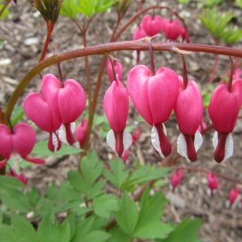 Dicentra