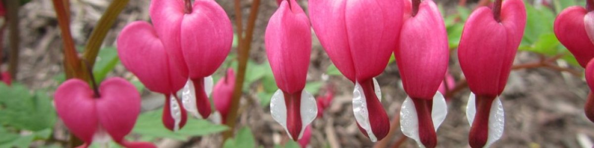 Dicentra